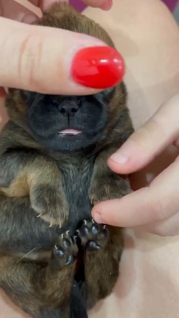 Сладкий соня