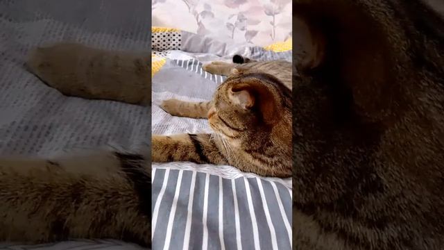 Обожает птиц Кот