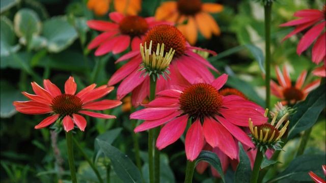 Jardinage: Echinacea Cheyenne spirit: photos de fleurs et de plantes vivaces