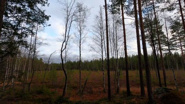 Северный холодный ветер осенью. Мрачный лес на фоне. Шум ветра. Лесная идиллия.