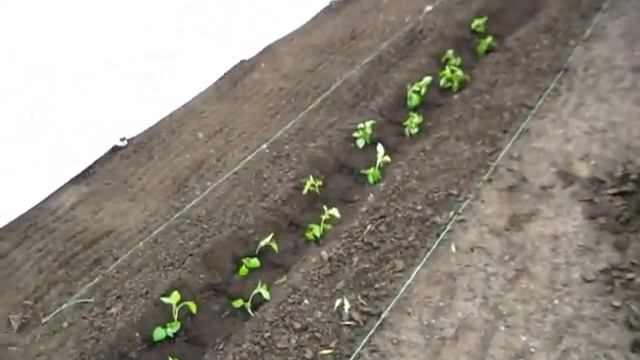 Перцы рассаду с рынка посадили первой