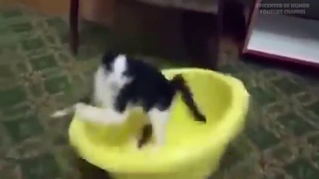 веселые котики 🐱😂