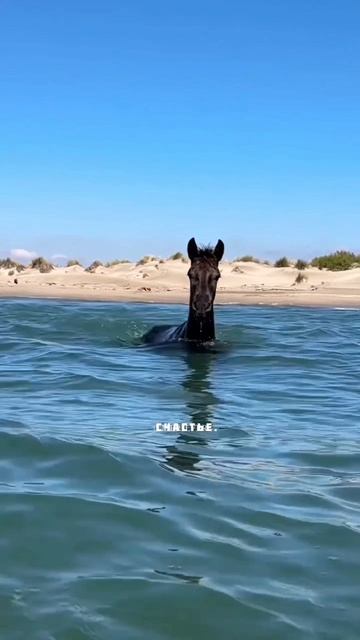 Светлая радость. 
Лошадь, море, волна.