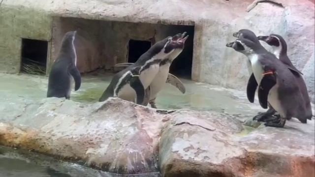 🐧Жесткий конфликт пингвинов произошел в Московском зоопарке🐧