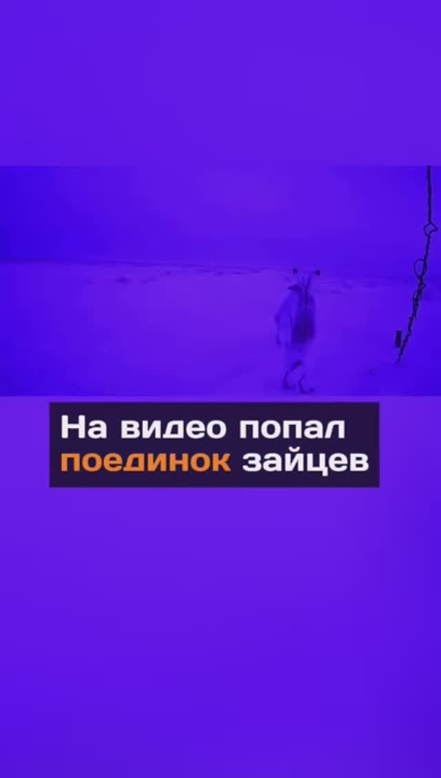 Гладиаторские бои зайцев попали на видео