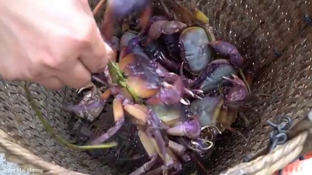 Harvesting Crabs After Summer Rain Goes To Market Sell - Cook delicious| King crab. Trieu Mai Huong