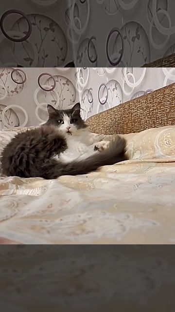 Амур Тигранович занят