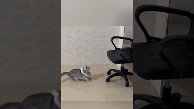 Котики