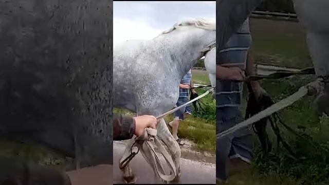 Вот каких надо держать орловцев