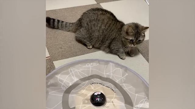 СМЕШНЫЕ ВИДЕО ПРО КОТОВ 2025 НОВОЕ