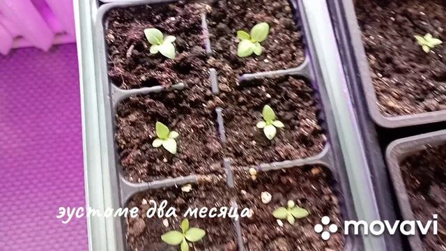 эта подкормка ускорит рост моей Эустоме...