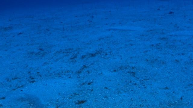 Hawaiian Garden Eels Next to Oahu's Corsair Plane Wreck