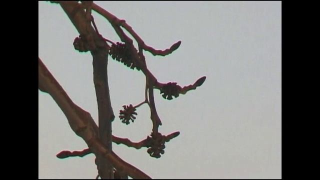 2. Фредерик Шопен. Ноктюрн Fis-Moll (видео - Южный Урал)