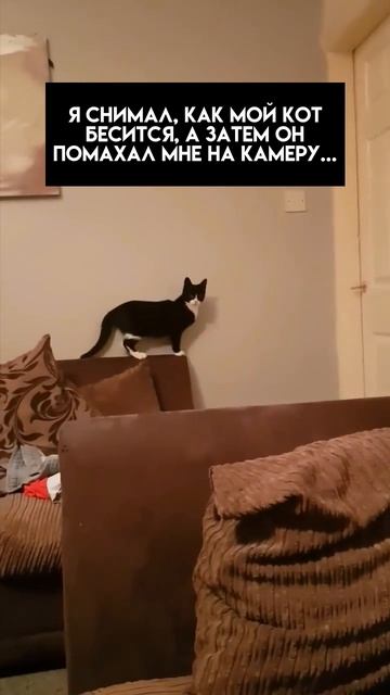 Привет, двуногий!