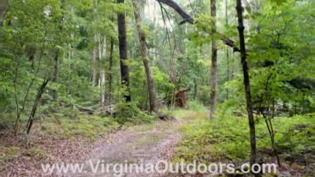 Pocahontas State Park - Ground Pine Trail