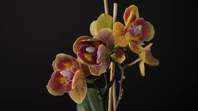 Phal. Be Tris x phal. Sogo Lawrence
