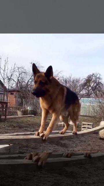 Непроходимая тропа