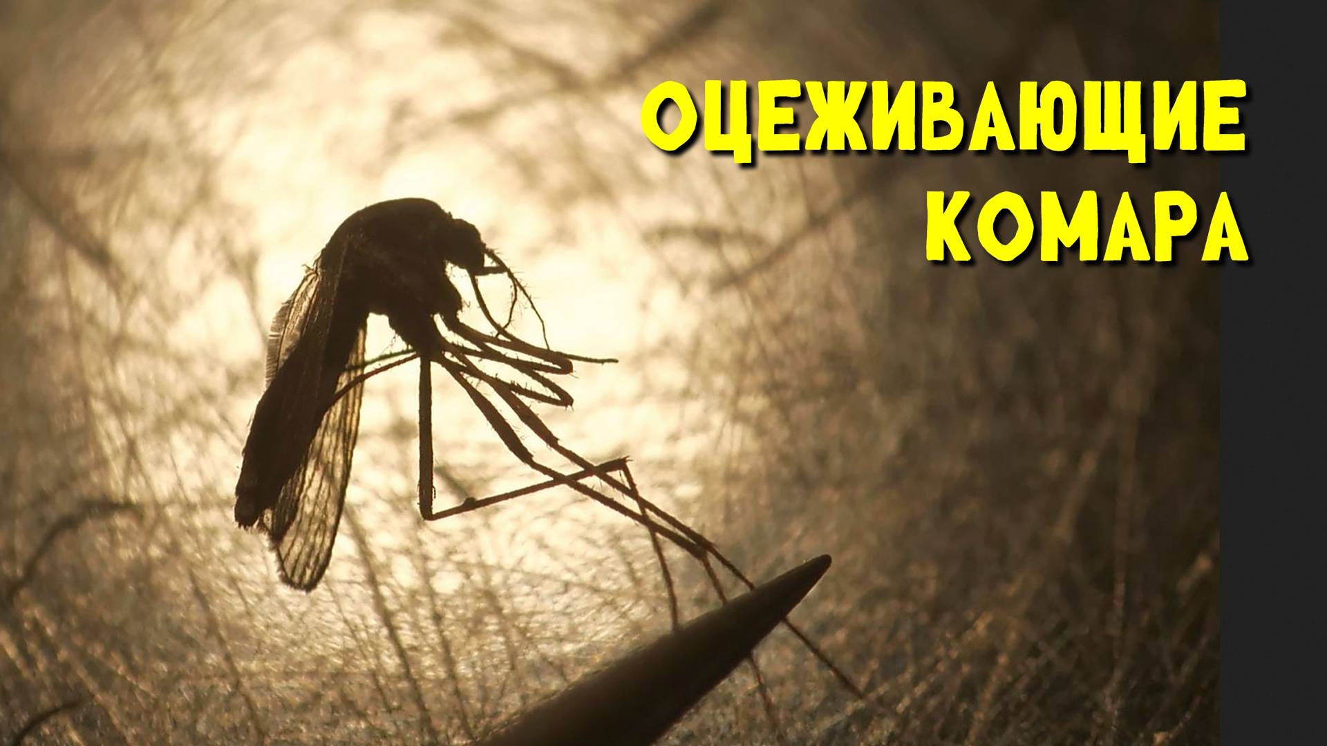 Оцеживающие комара