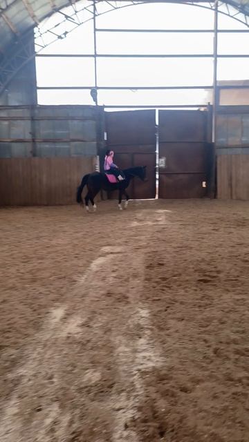Цирилла на Флейте, продолжаем учится ехать облегченной рысью. #horse, #каспер, #ксккаспер, #kskcaspe