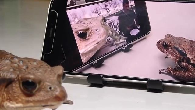 Лягушки танцуют под музыку