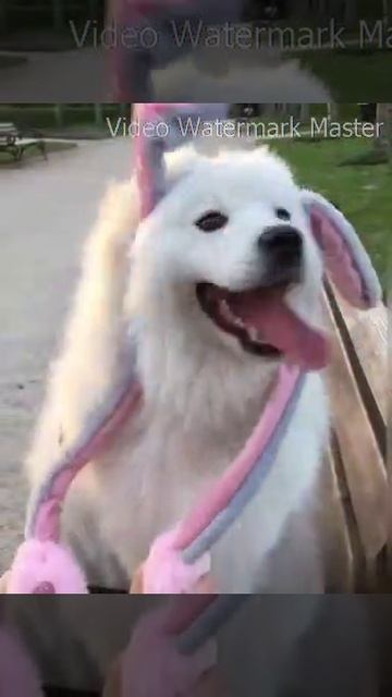 Красивая собака. Кролик.