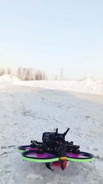 Pavo 20