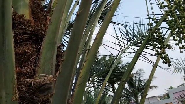 Pohon Kurma Barhee, Ajwa, Rotana, Deglet Nour dan Medjool fase generatif Kebun Riset