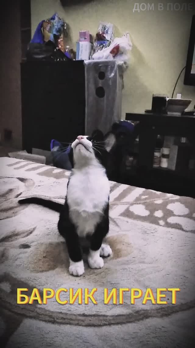 БАРСИК ИГРАЕТ