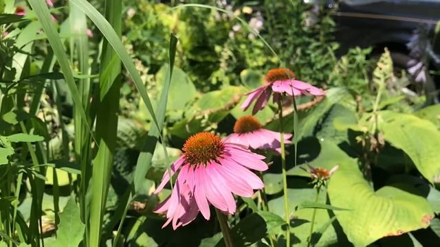 A Purple Coneflower Patch (one summer morning)