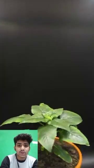 how a sunflower seeds grow 😯 #shorts #youtudeshorts #viralshorts #trendingshorts #ytshorts
