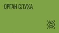 Орган слуха. Видеоурок по биологии 8 класс