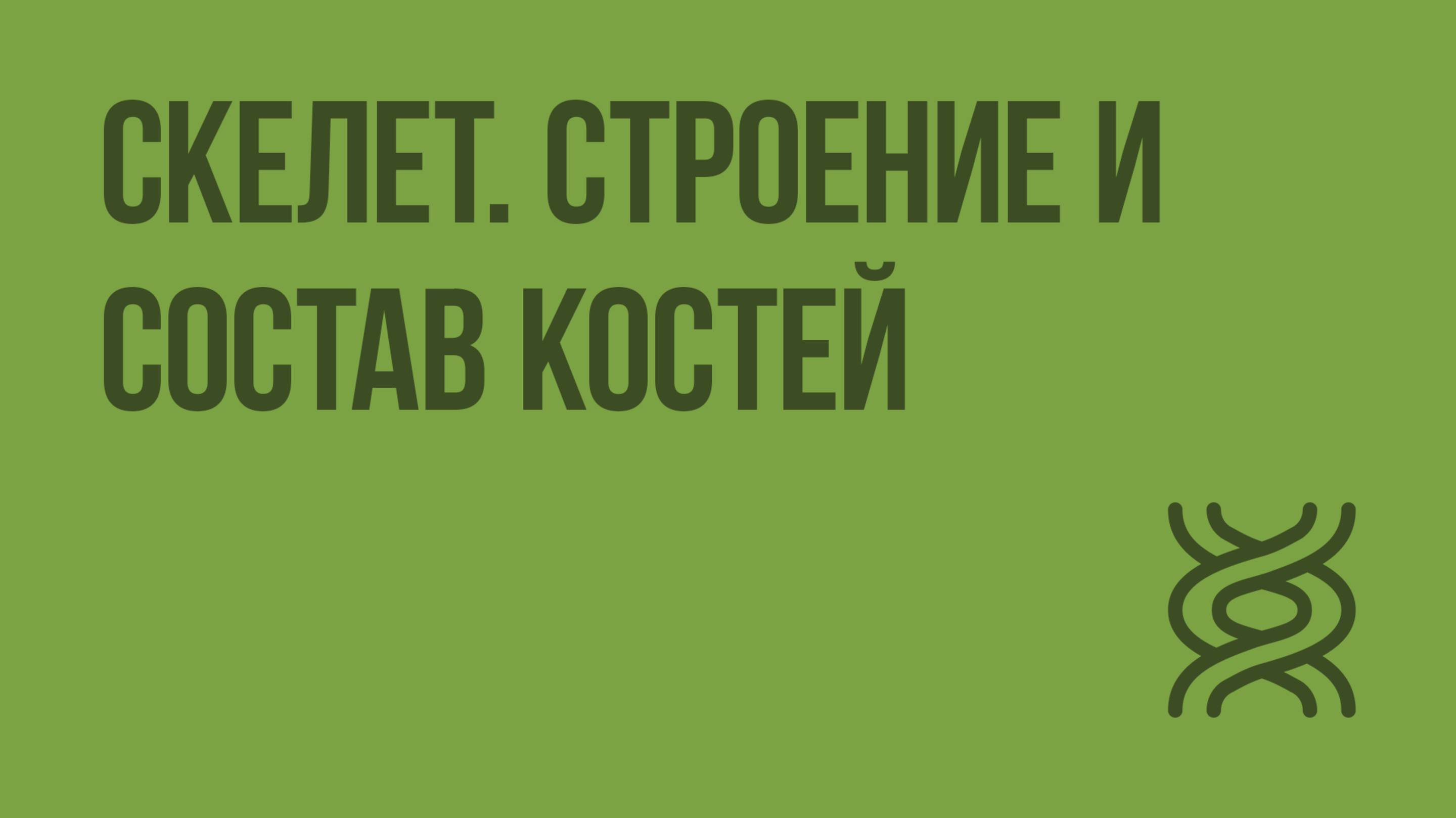 Скелет. Строение и состав костей. Видеоурок по биологии 8 класс