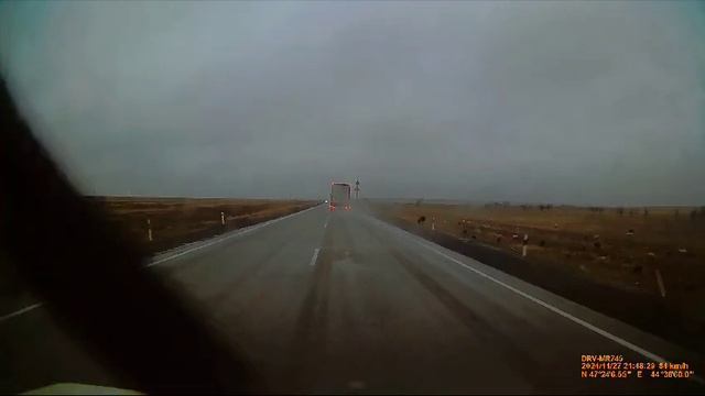 Колмыкская овечка переходит дорогу в неположенном месте