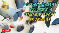 Попугай корелла чистит перышки на диване, забавно прыгает как зайчонок и катается с горочки