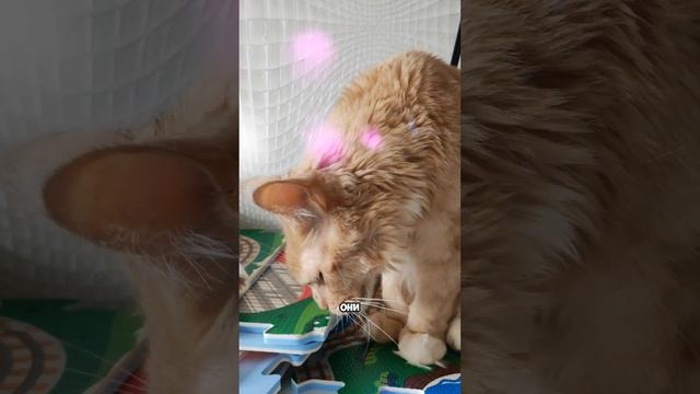 Магия кошек