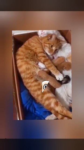 забавные животные