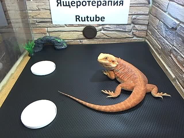10 часов смотрю на настоящих драконов