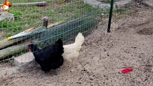 Курочки селяночки лучшие беспородные несушки 🥚 (1)