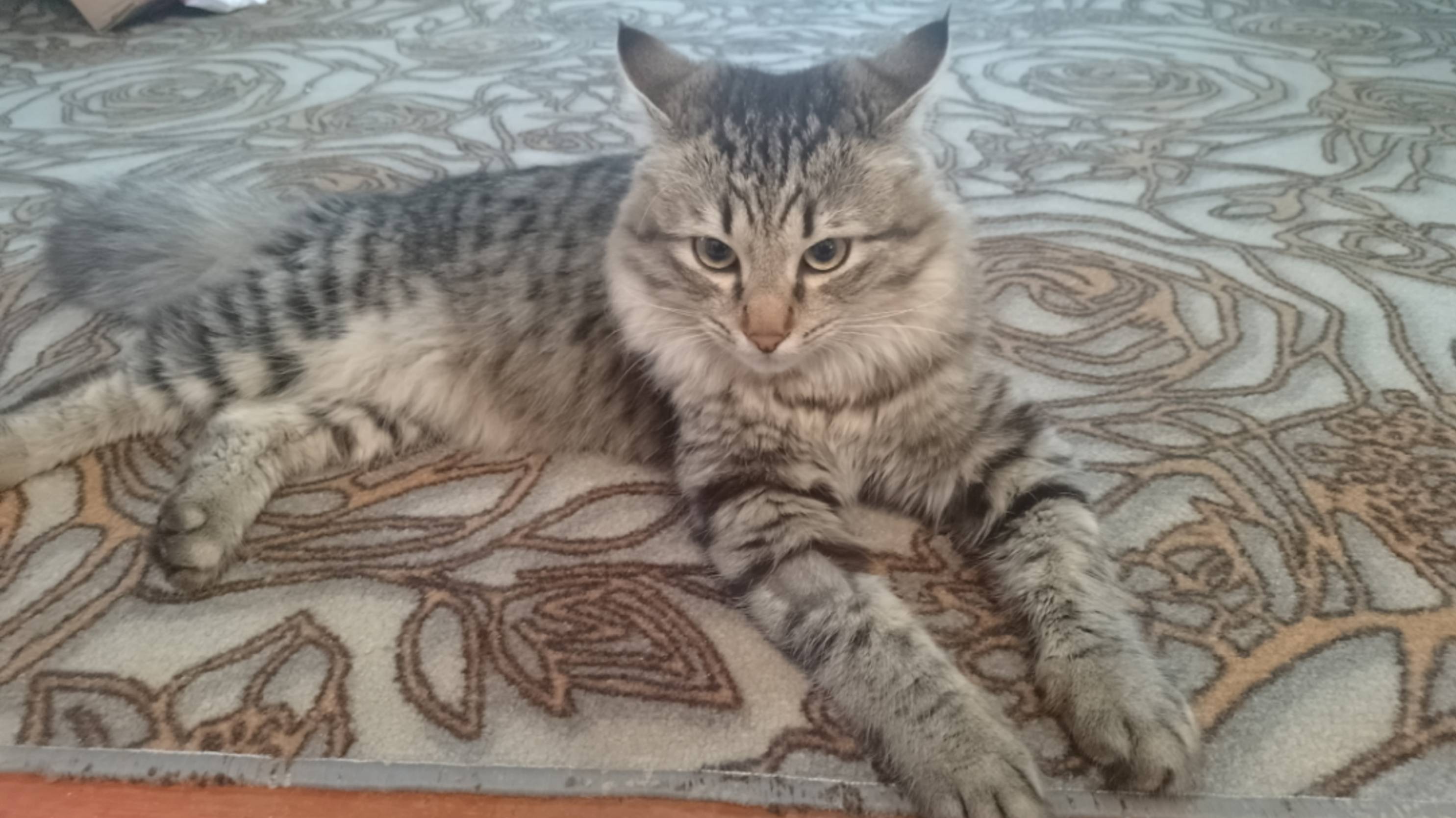 Это не кот а шайтан