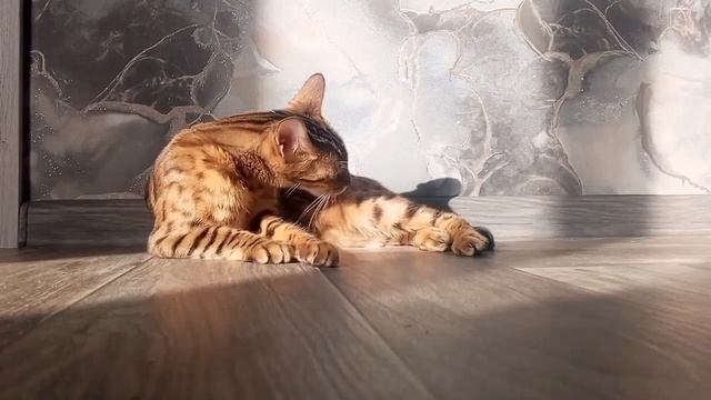 Это видео позволит снять депрессию, кошачий релакс от кошки Белки под красивую музыку.
