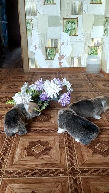VID_20250305_133052