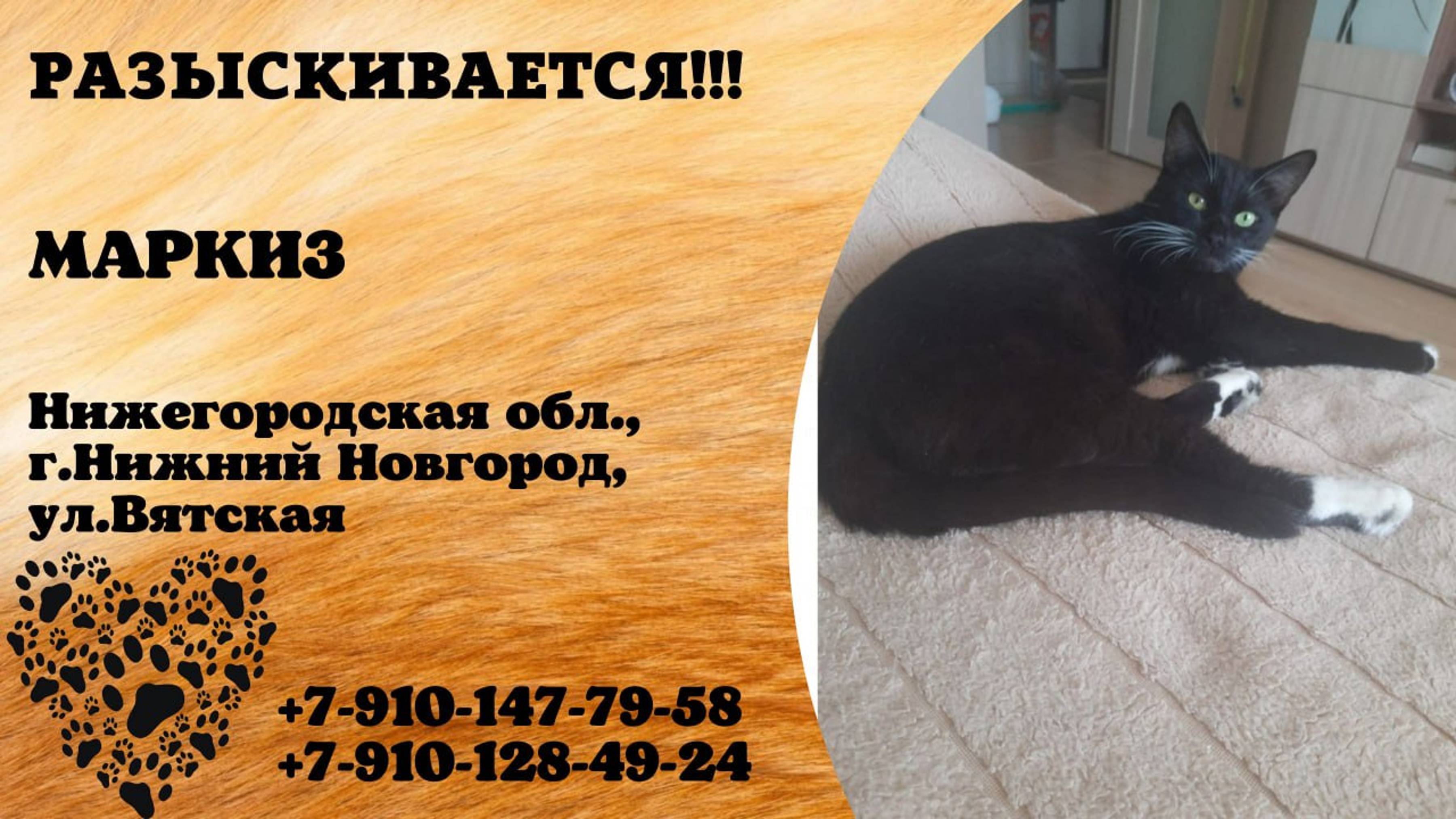Пропал кот! МАРКИЗ. Нижегородская обл, г.Нижний Новгород