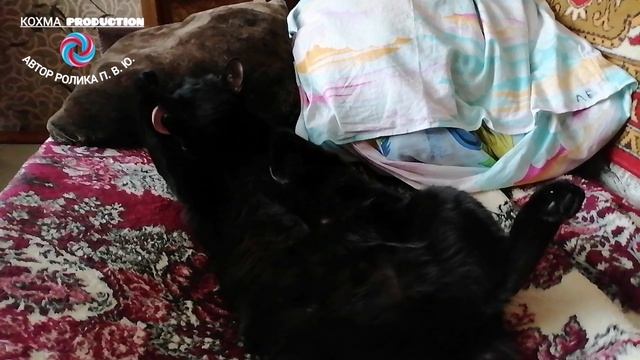 🐈Вакс уснул на ходу 😺.mp4