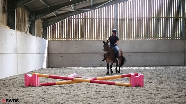 'Diva' donkey banned from dressage competitions