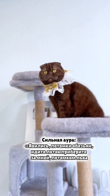 Потомок Льва #коты #питомцы