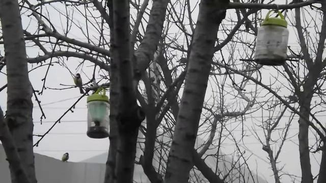 Синички на кормушках