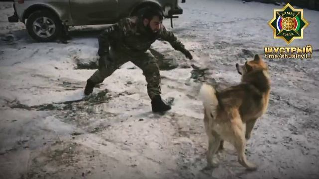 Апти Алаудинов "АХМАТ". Братья наши меньшие