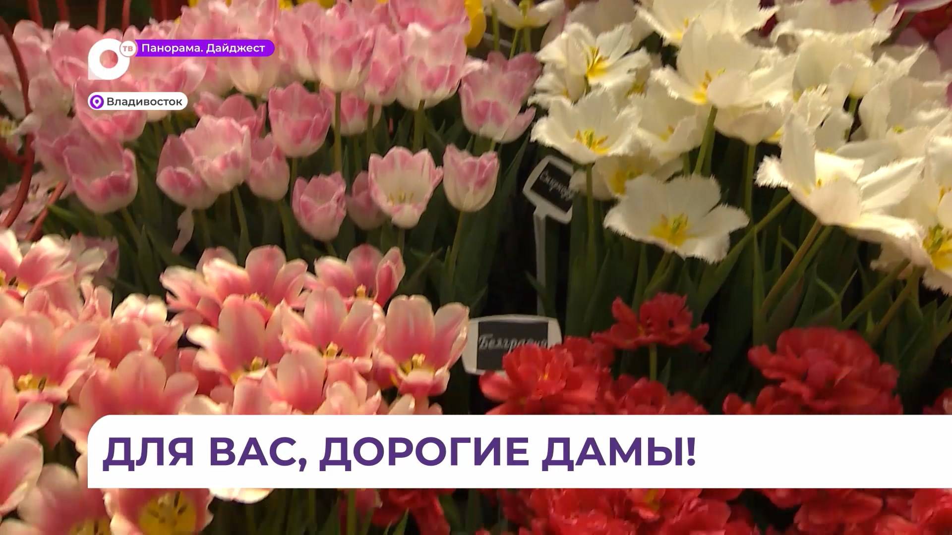 Во Владивостоке в Ботаническом саду вырастили 70 сортов тюльпанов в преддверии 8 марта