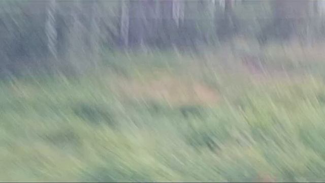 Кого только не увидишь в наших лесах