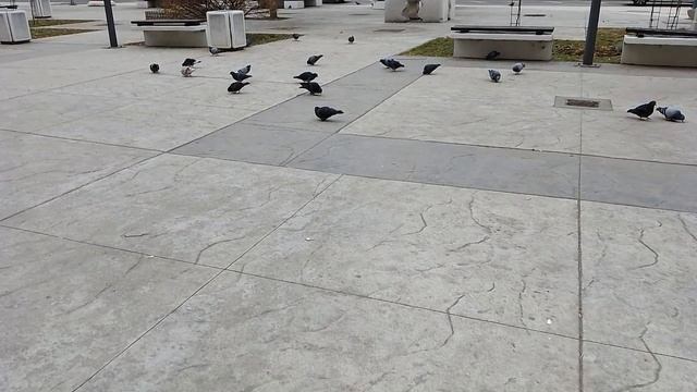 Golubovi - Ćuprija 20.01.2025